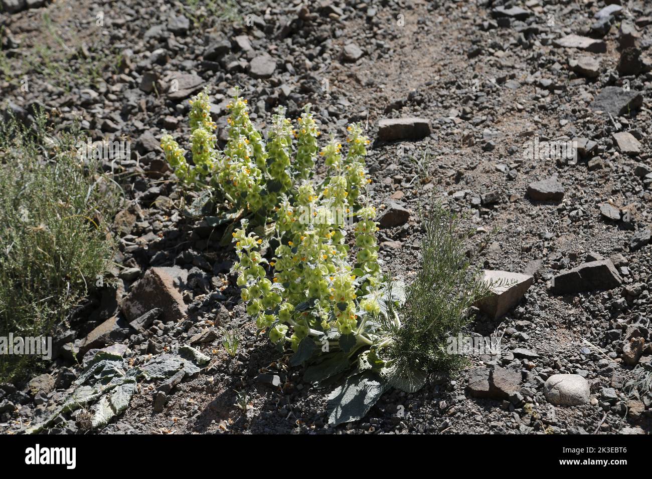 Blossoming plant with little yellow flowers in Charyn Canyon National Park, Kazakhstan Stock Photo