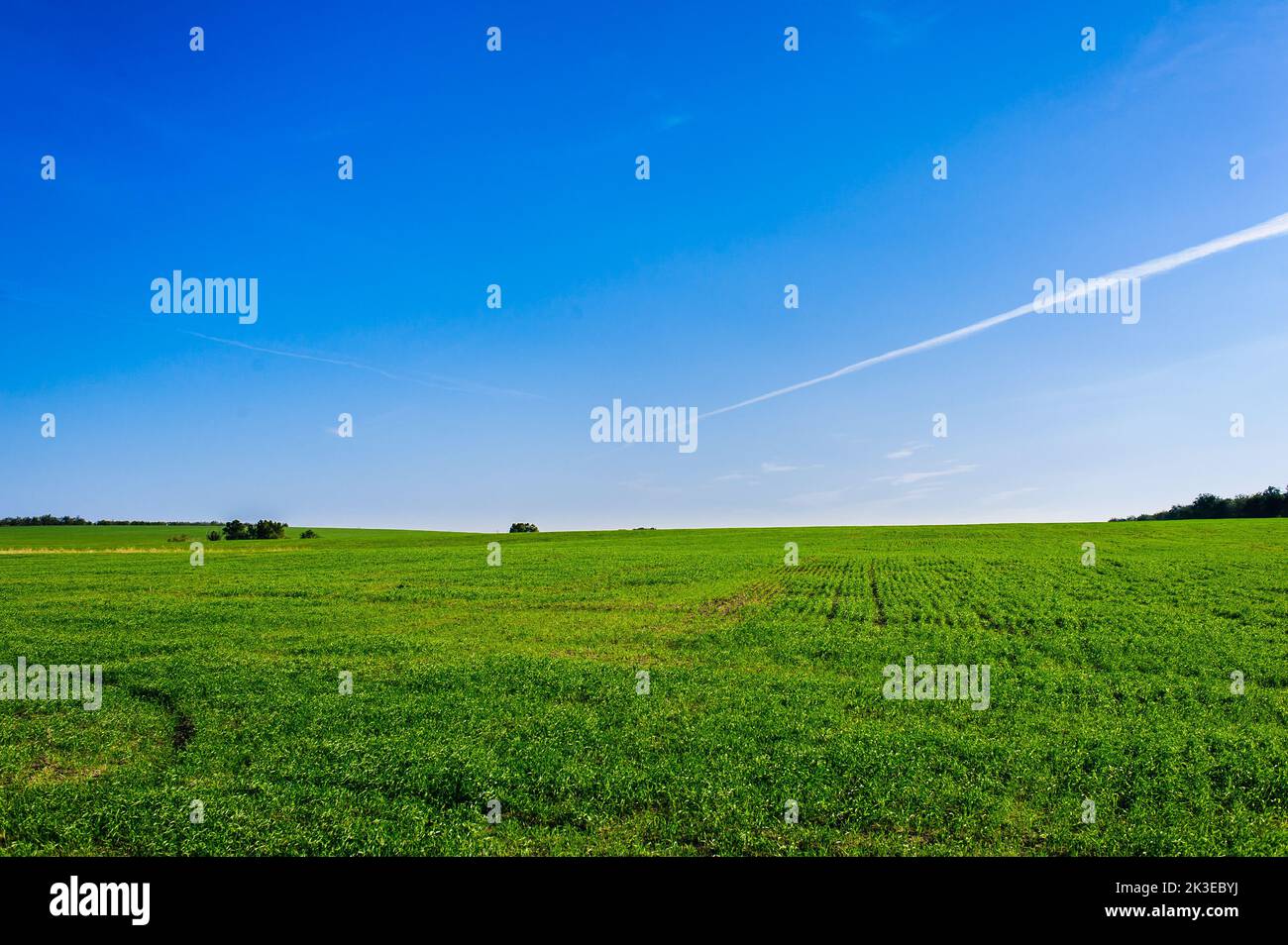 Ukrainian Green Field of wheat, blue sky and sun, white clouds ...