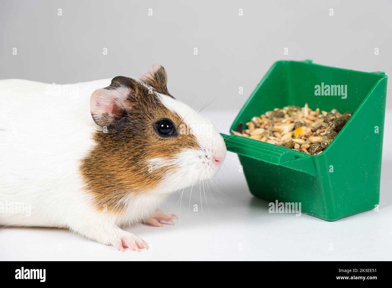 A small guinea pig and a feeder with food on a white background. Food ...