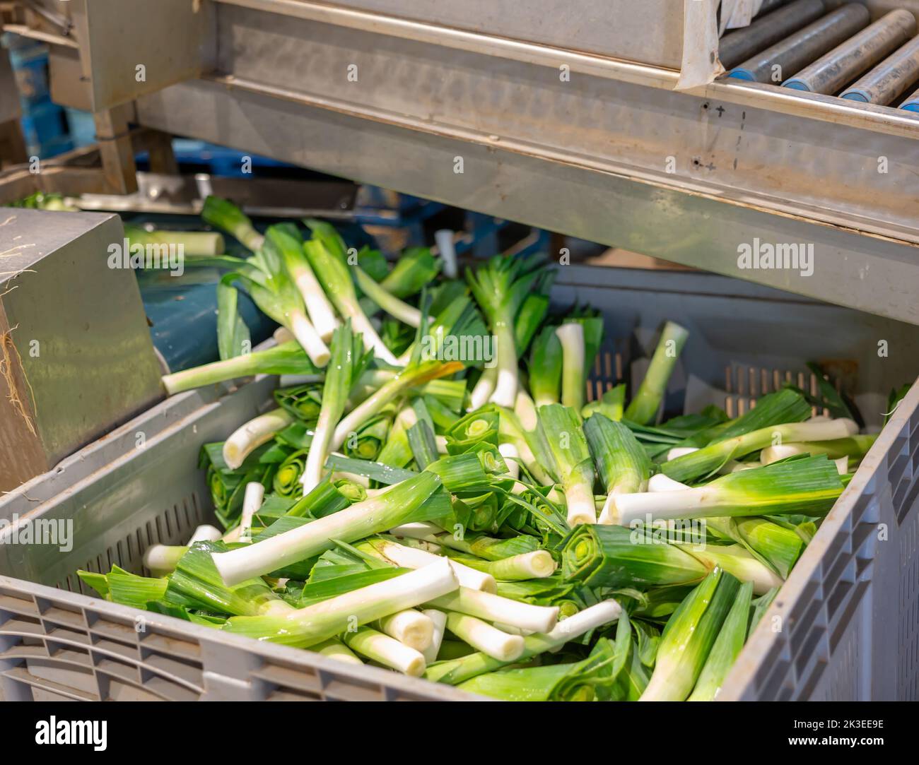 Leek after washing and cleaning on the conveyor of vegetable factory