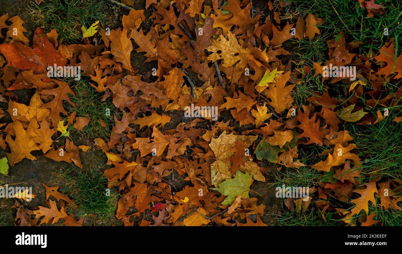 Autumn leaves lie in park hi-res stock photography and images - Alamy