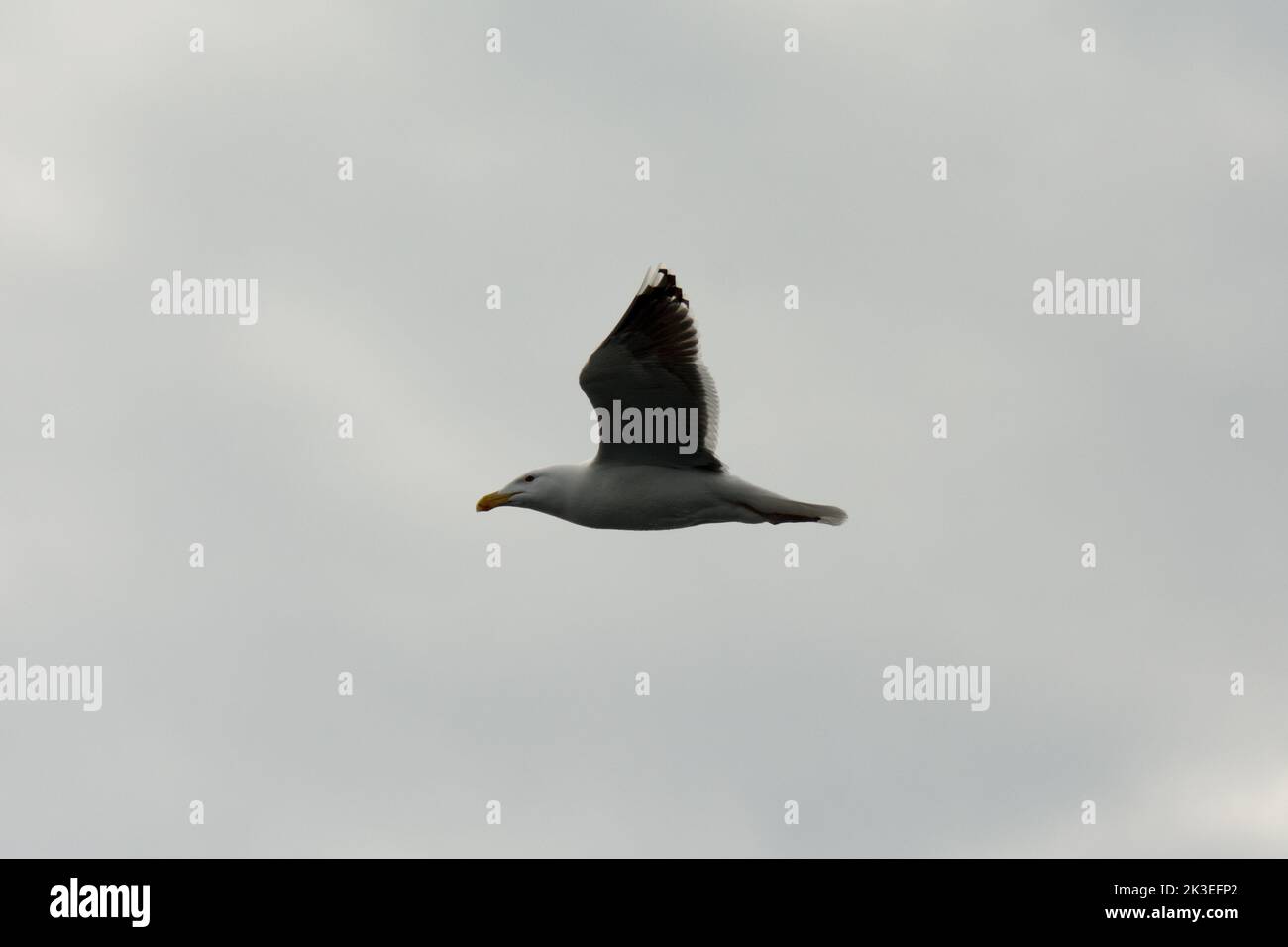Great black-backed gull flying over Vestfjorden at the West coast of Norway in the Norwegian Sea. Stock Photo