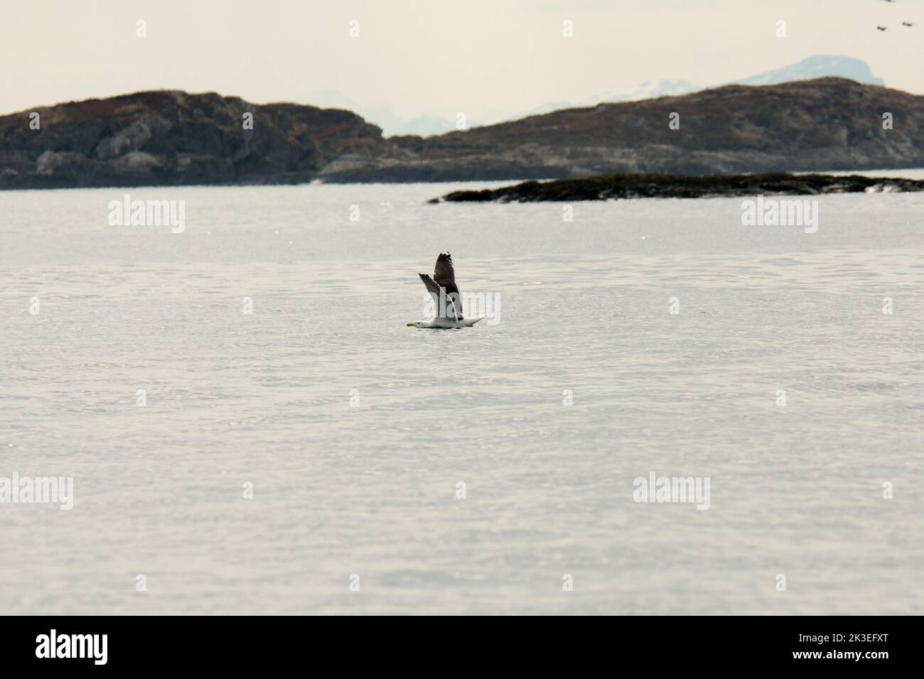 Great black-backed gull landing on Vestfjorden at the West coast of Norway in the Norwegian Sea.  Eine Mantelmöwe landet auf dem Vestfjord an der West Stock Photo