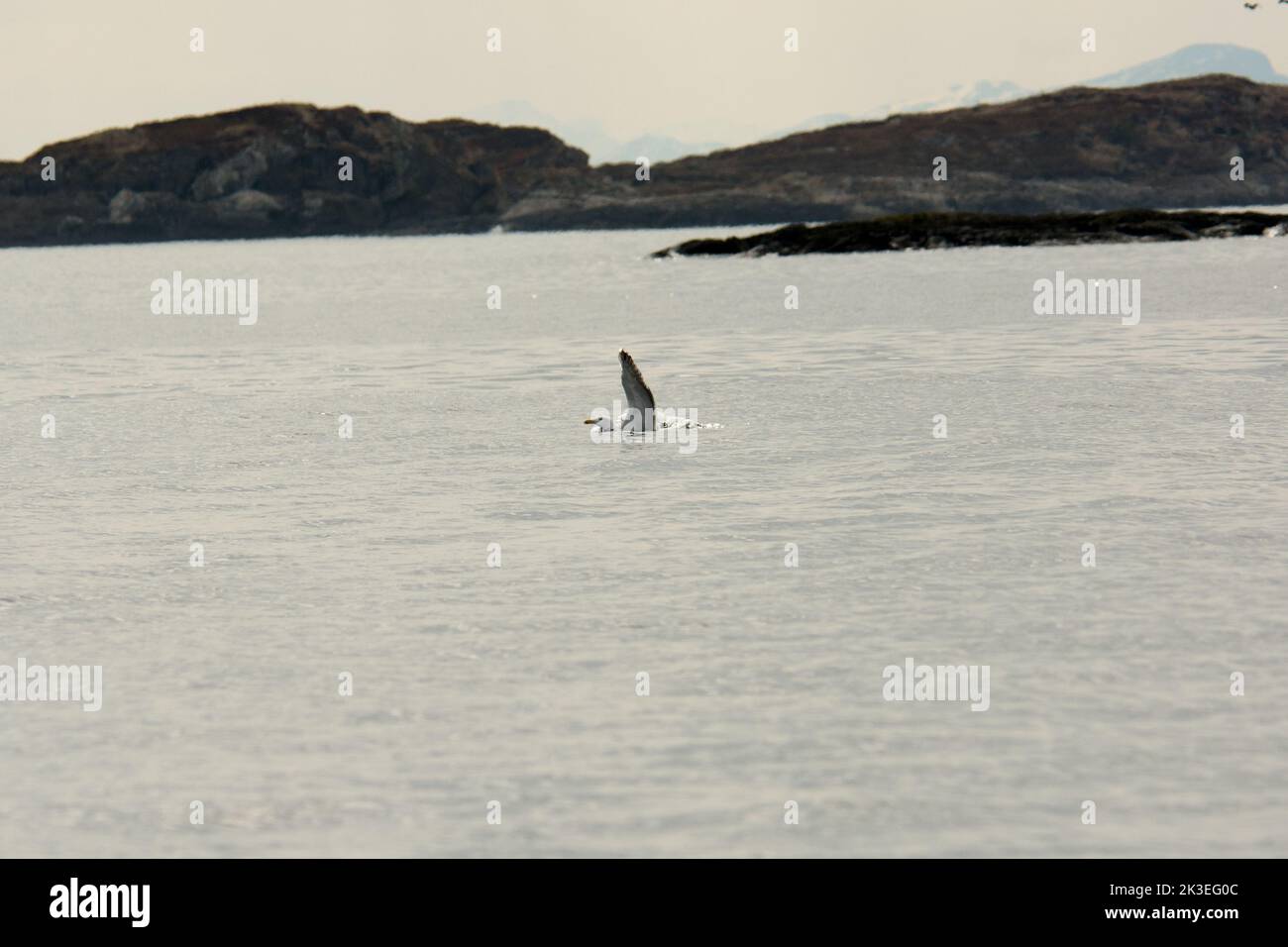 Great black-backed gull landing on Vestfjorden at the West coast of Norway in the Norwegian Sea.  Eine Mantelmöwe landet auf dem Vestfjord an der West Stock Photo