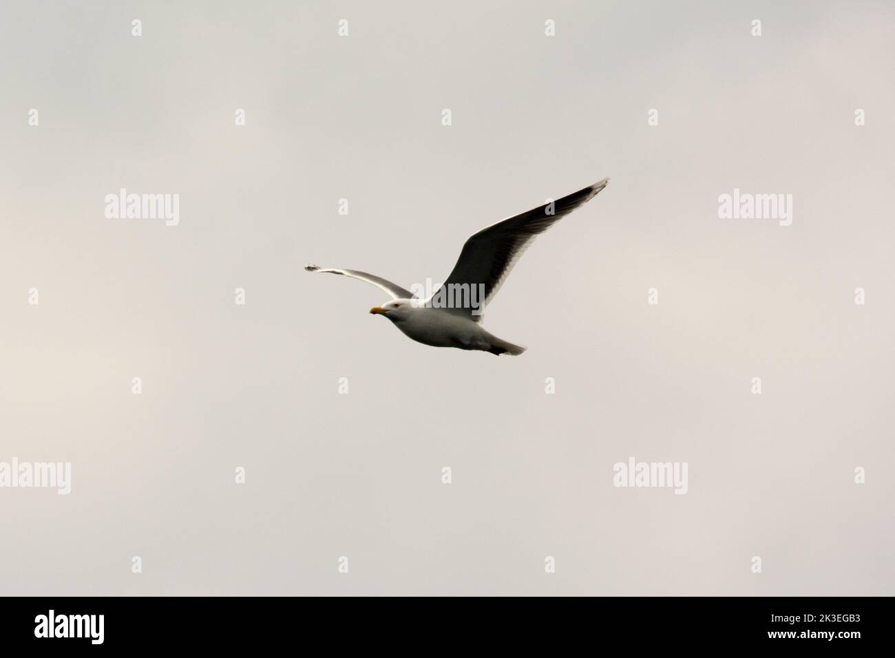 Great black-backed gull flying over Vestfjorden at the West coast of Norway in the Norwegian Sea. Stock Photo