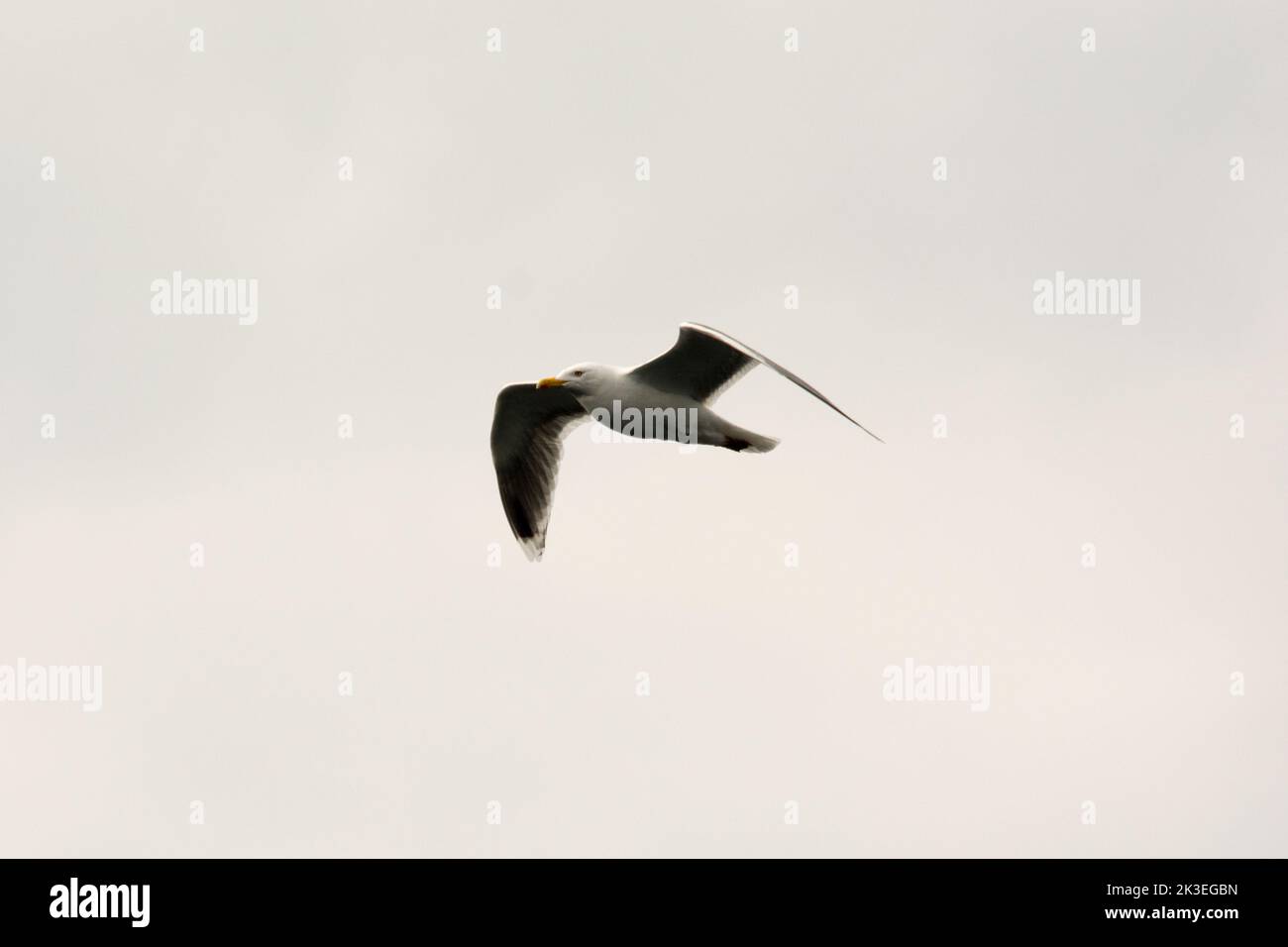 Great black-backed gull flying over Vestfjorden at the West coast of Norway in the Norwegian Sea.  Eine Mantelmöwe fliegt über den Himmel der des Vest Stock Photo