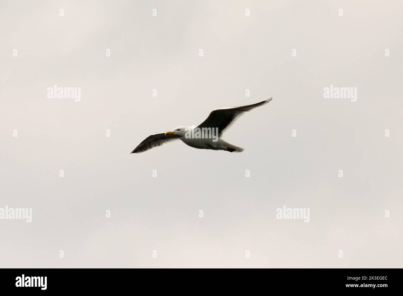 Great black-backed gull flying over Vestfjorden at the West coast of Norway in the Norwegian Sea.  Eine Mantelmöwe fliegt über den Himmel der des Vest Stock Photo