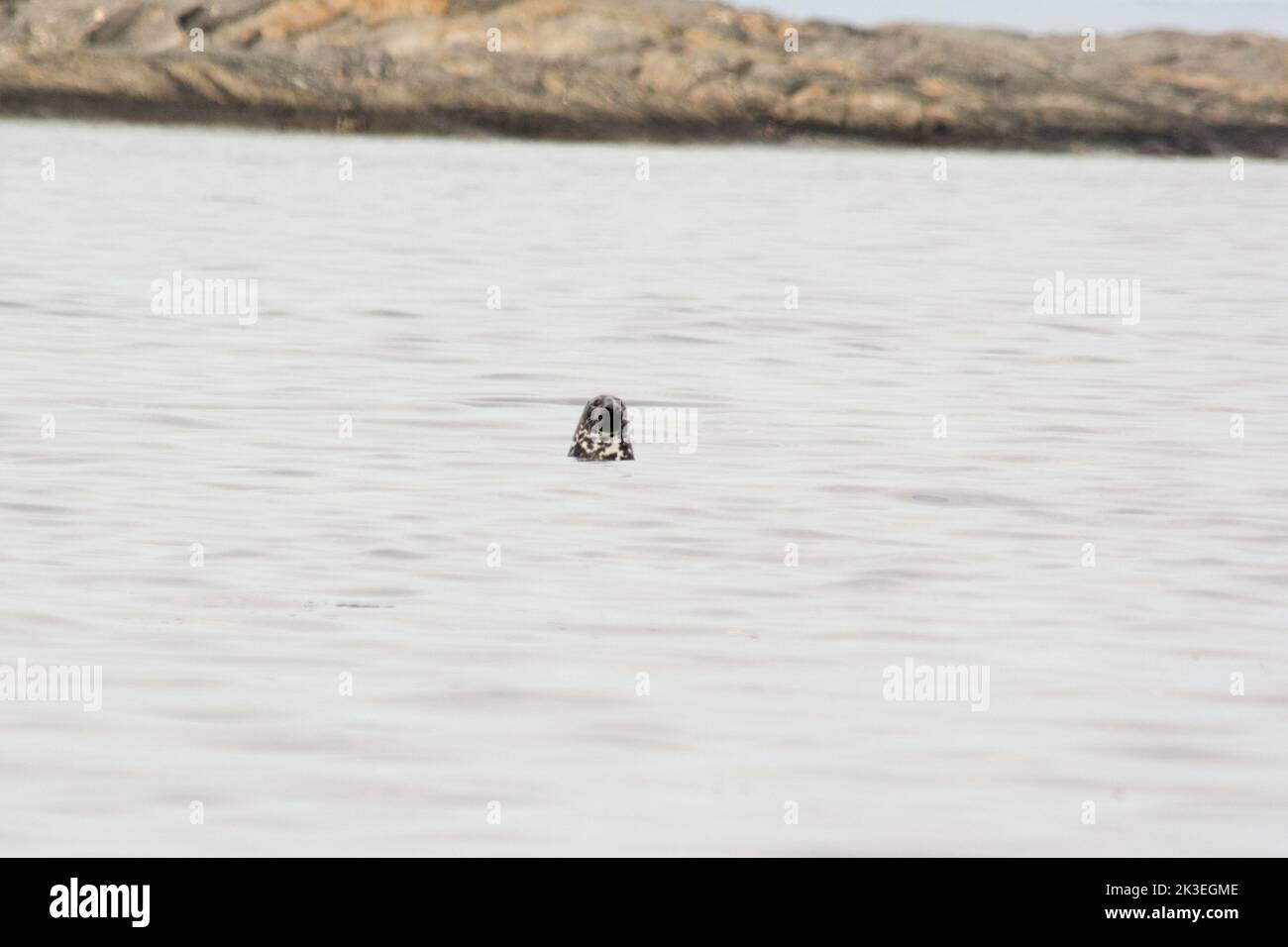 Grey Seal sitting and watching in Vestfjorden in Nordland off the coast of Mainland Norway.  Eine Kegelrobbe sitzt im Vestfjord, das zwischen der norw Stock Photo