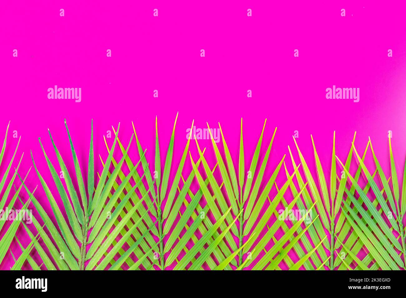 Tropical green leaves on a bright fuchsia background, Copy space Stock Photo