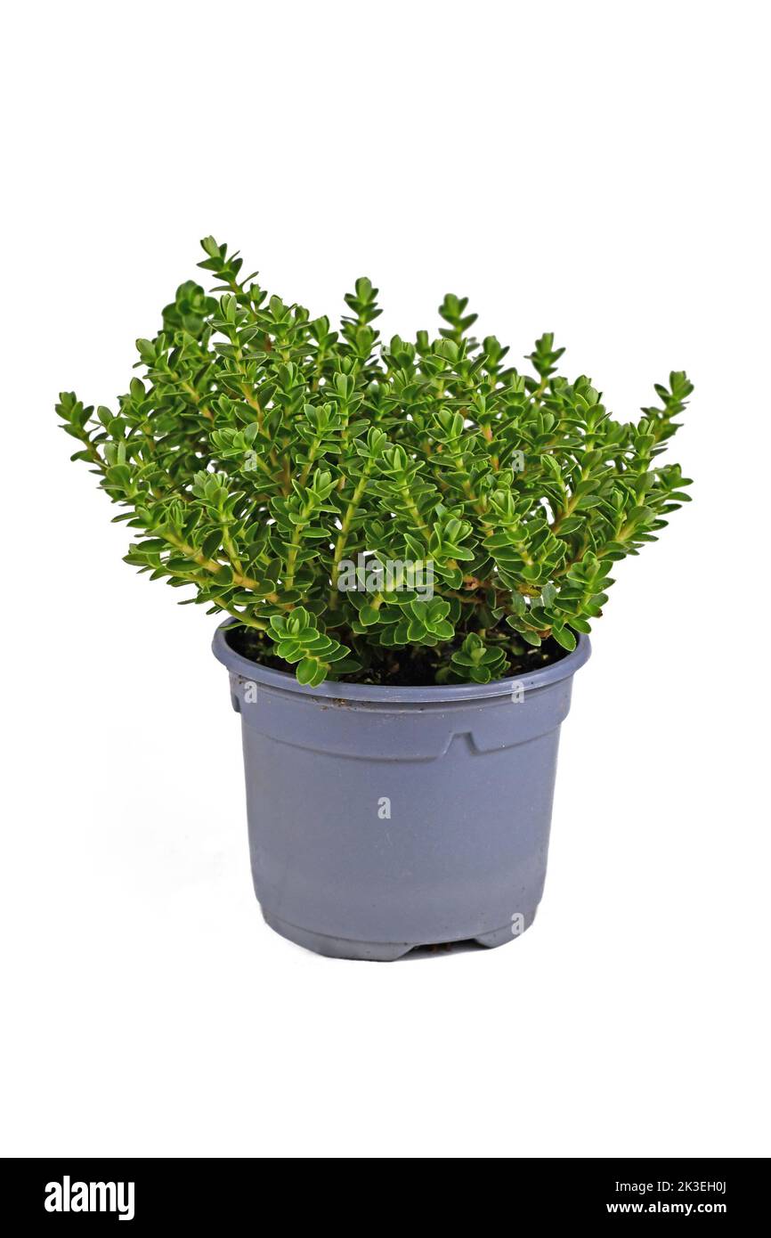 Potted Hebe 'Green Boys' garden plant on white background Stock Photo