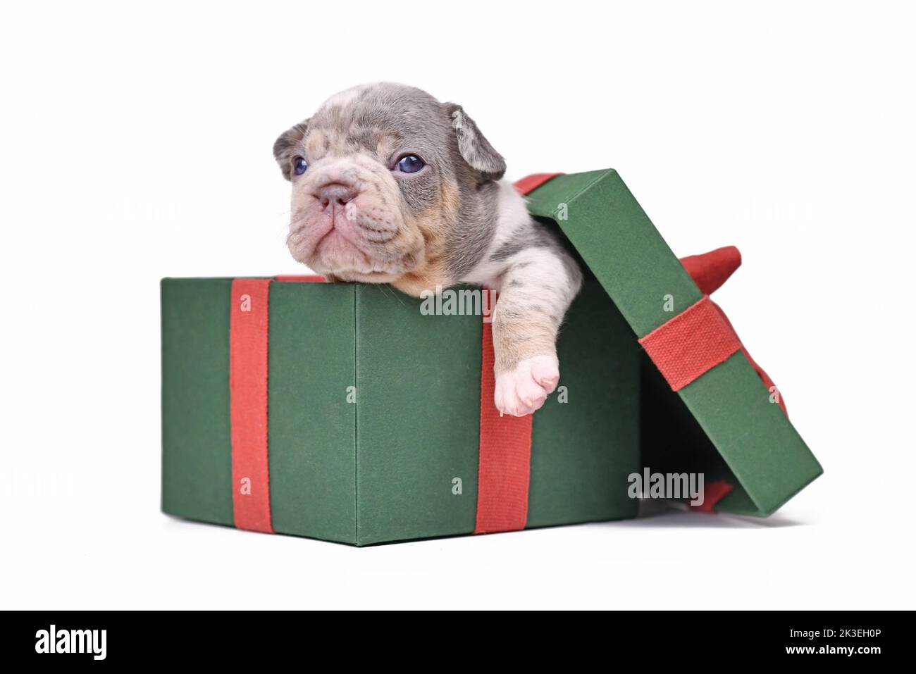 Blue merle tan French Bulldog dog puppy in green Christmas gift box on white background Stock Photo