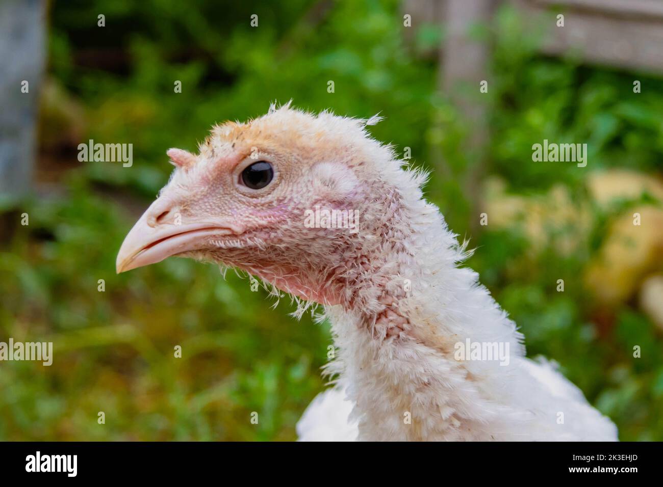 Turkey cubs. Little turkeys. Feeding and caring for birds. Poultry farm