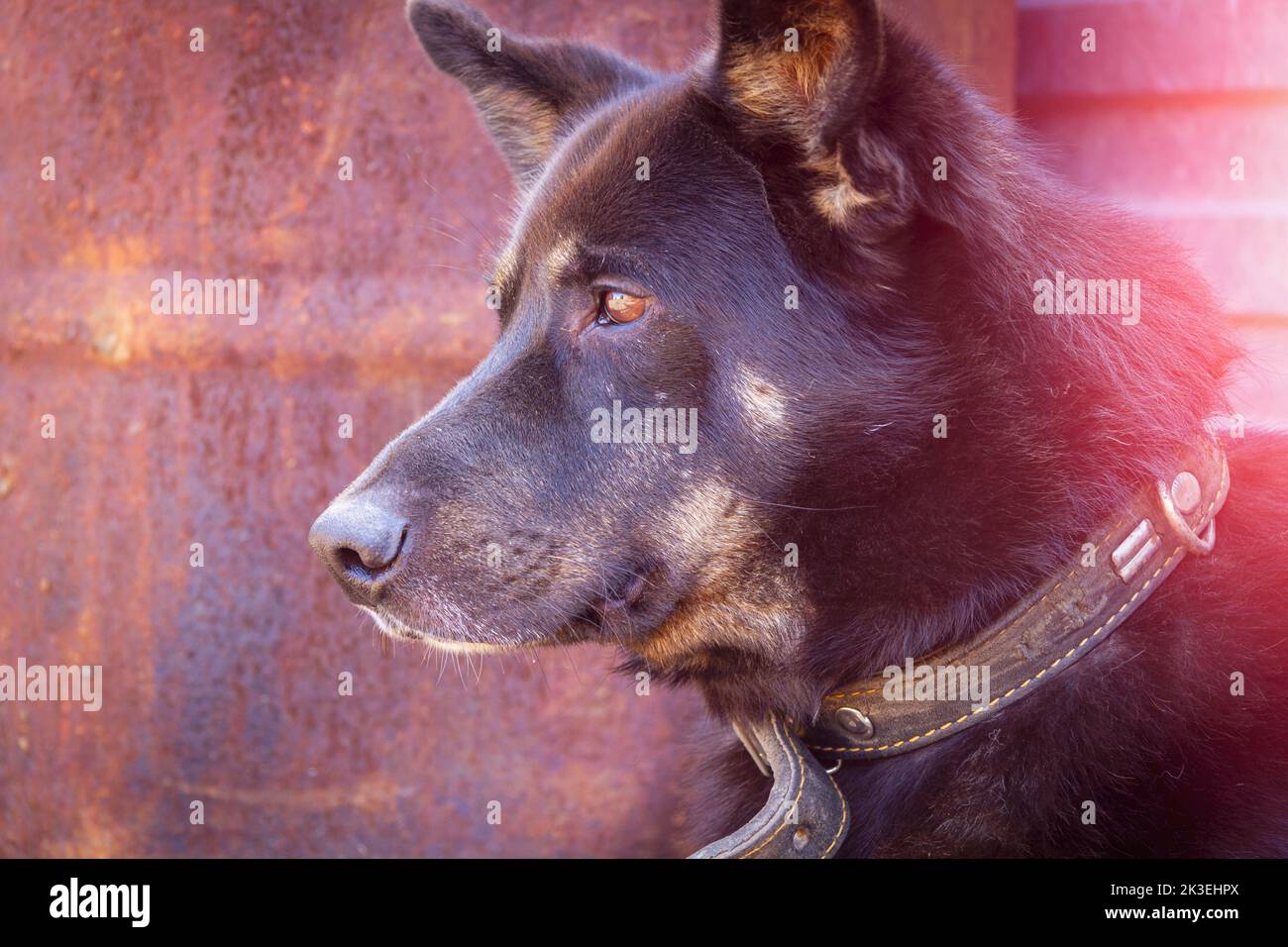 The black dog guards the house. The dog guards the owner's property