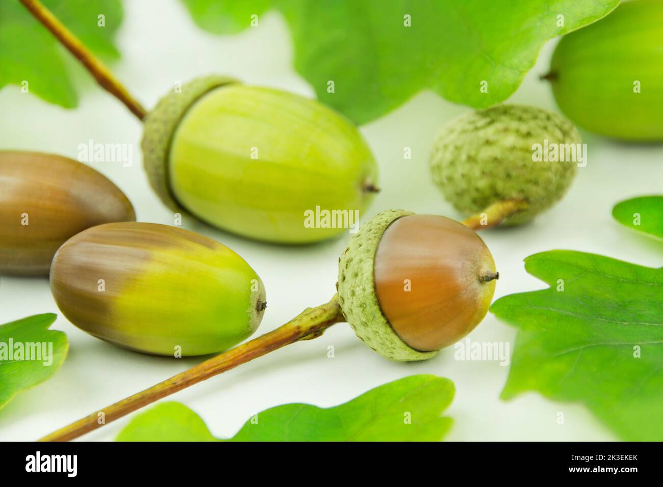 Acorns on leaves close hi-res stock photography and images - Alamy