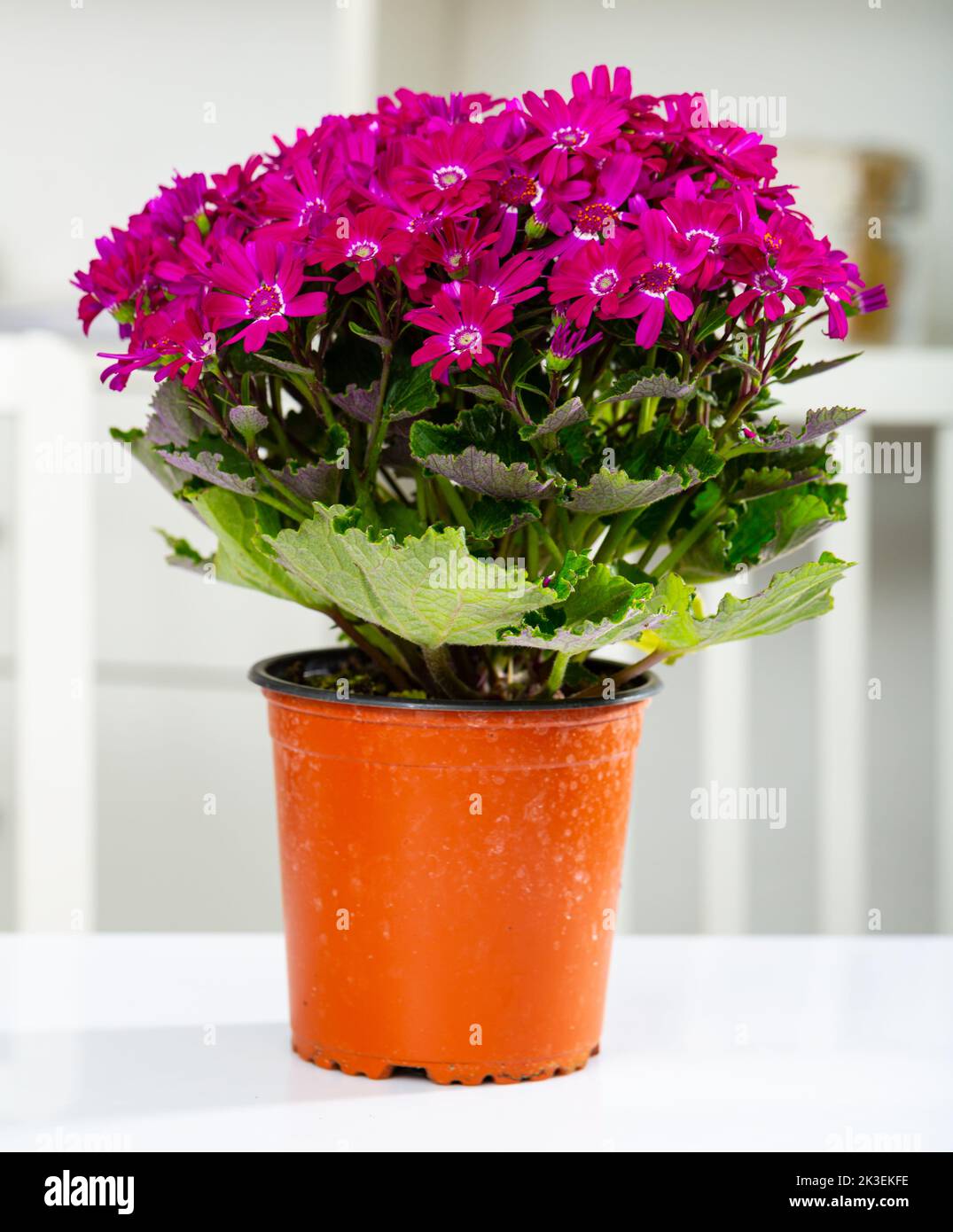 Blossoming of potted purple Cineraria in office interior Stock Photo