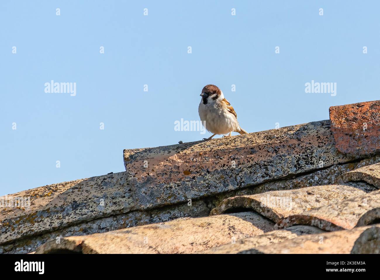 Male Eurasian tree sparrow (Passer montanus) in the roof of a rustic house, is a passerine bird in the sparrow family with a rich chestnut crown and n Stock Photo