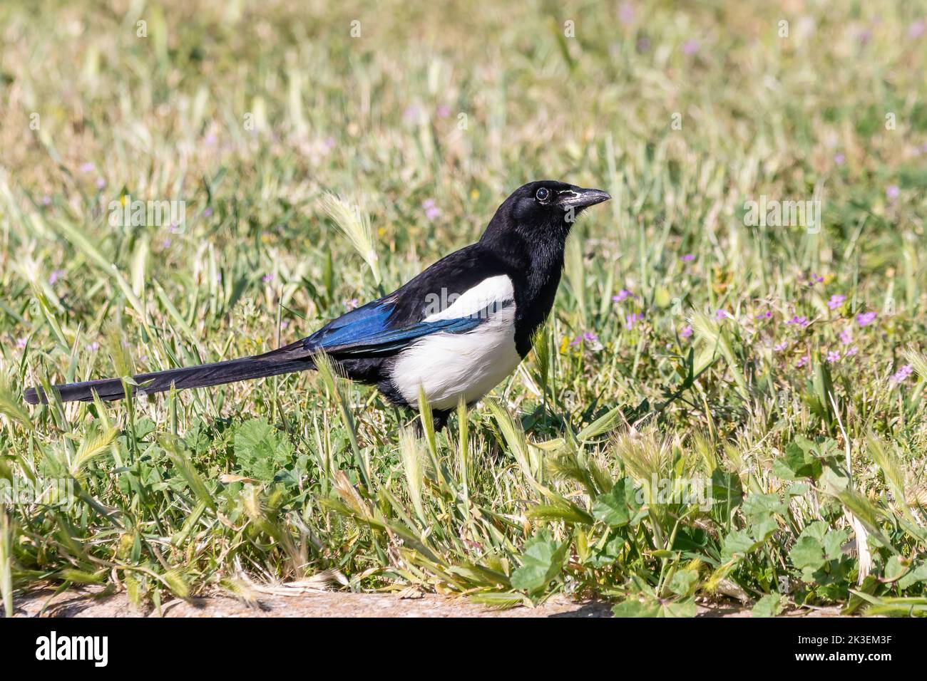 The Eurasian magpie or common magpie (Pica pica), resident breeding bird throughout the northern part of the Eurasian continent. It is one of birds in Stock Photo
