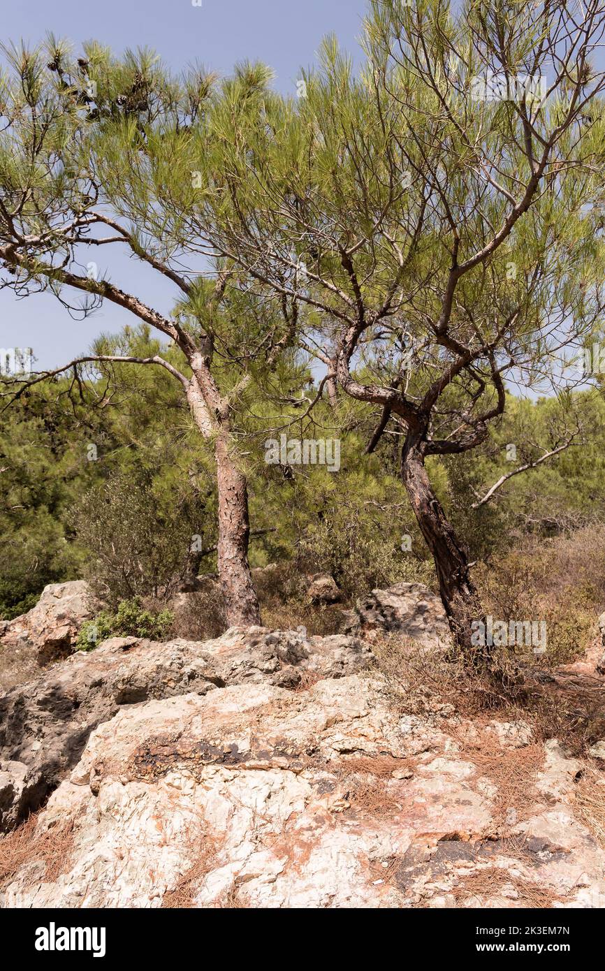 View of pine trees called Pinus Brutia and volcanic rocks captured in Aegean coast of Turkey. It is a sunny summer day. Stock Photo