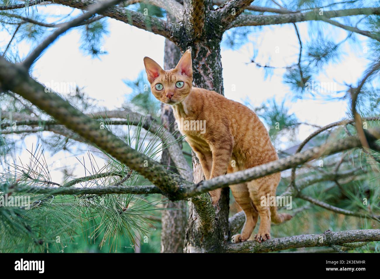 Serious ginger cat Devon rex on a tree attentively watching hunts Stock Photo