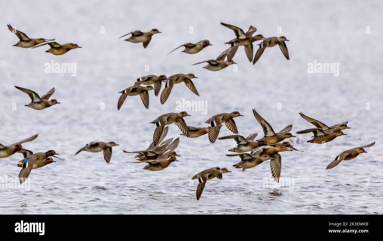 Flock of migrating Eurasian teal (Anas crecca) taking off from feeding habitat in Lauwersmeer. Wildlife scene in nature of Europe.Netherlands. Stock Photo
