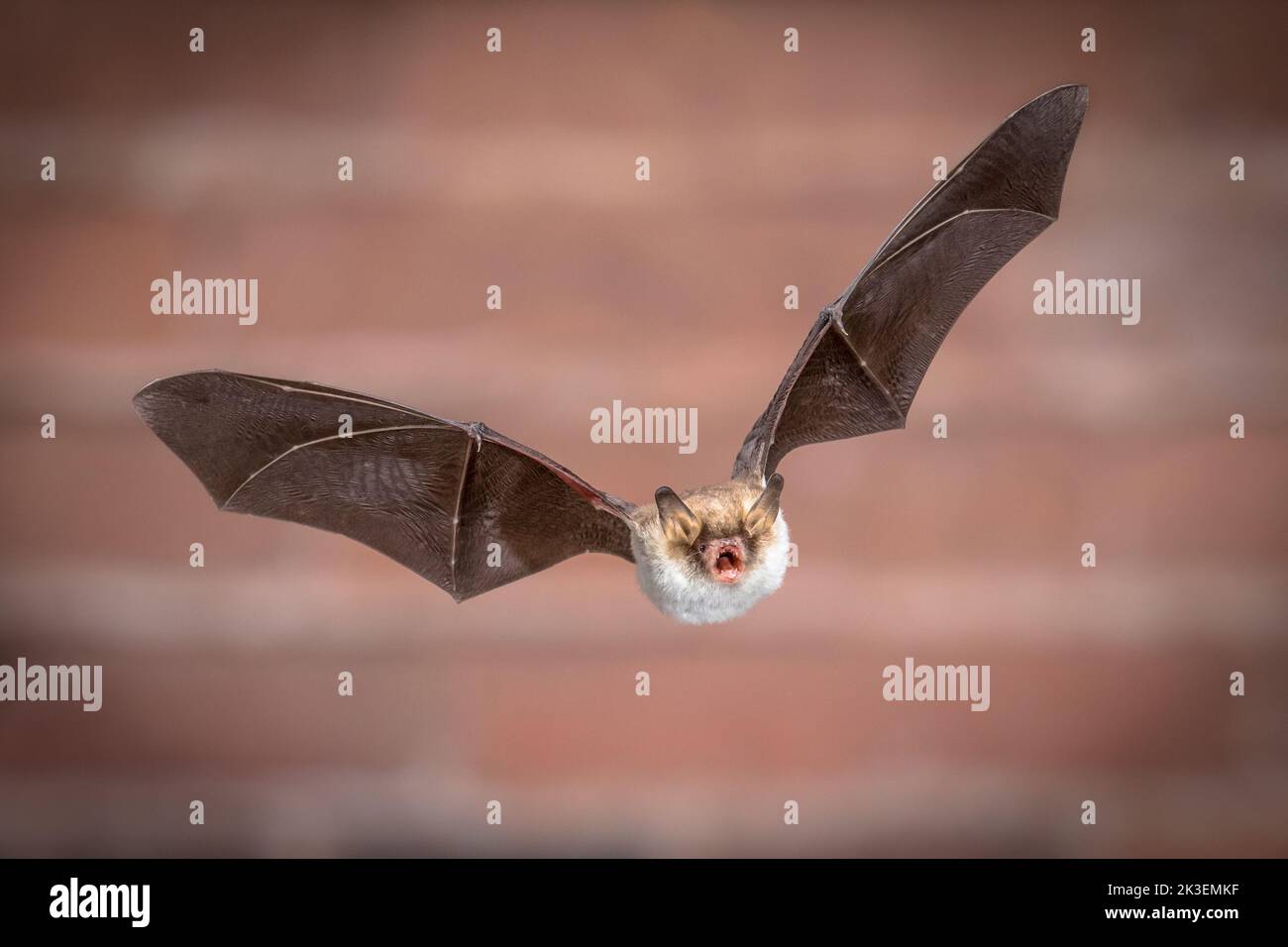 Flying Natterer's bat (Myotis nattereri) action shot of hunting animal on brick background. This species is medium sized with distictive white belly, Stock Photo