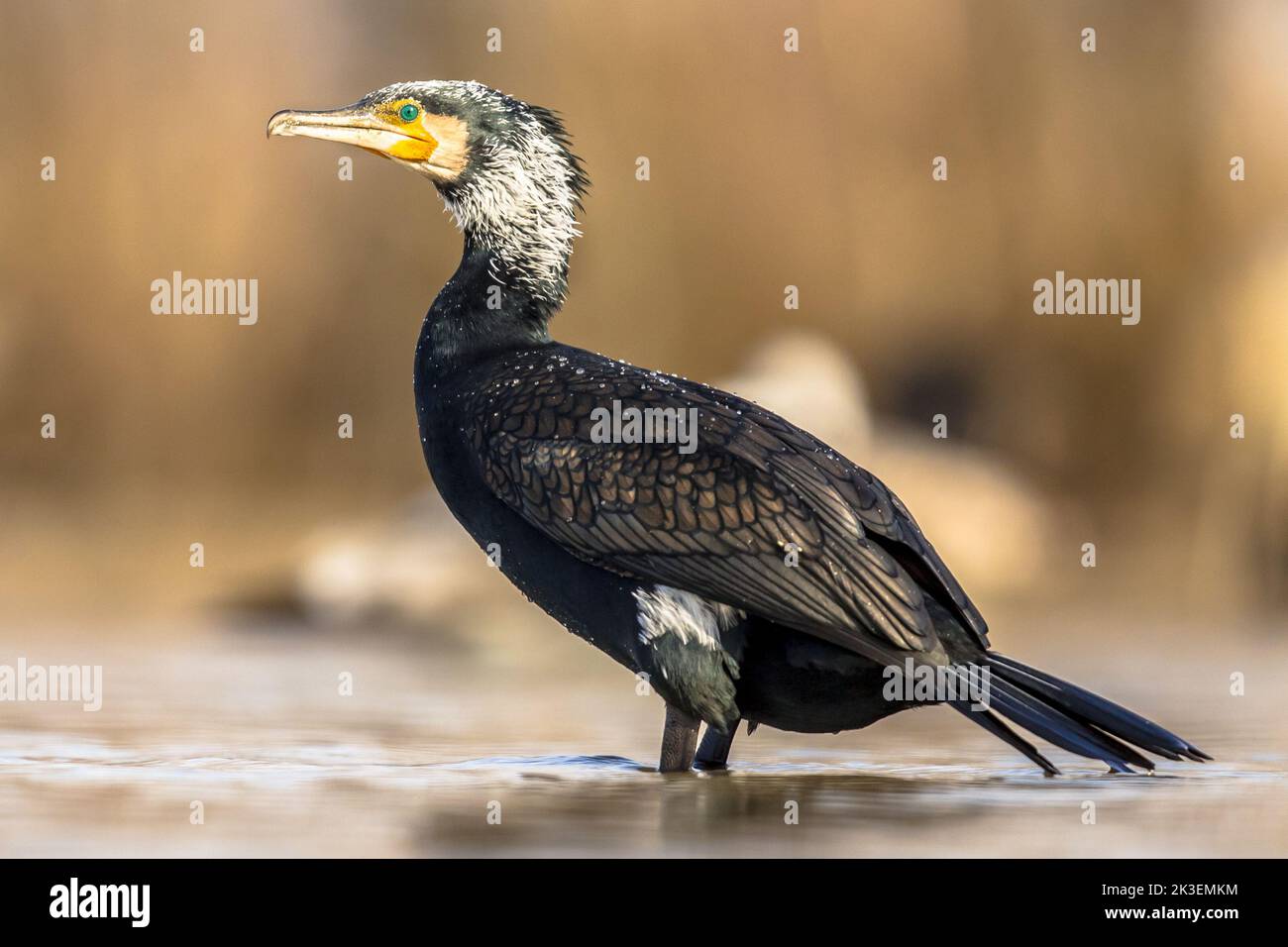 Great cormorant (Phalacrocorax carbo) male in breeding plumage at Lake Csaj, Kiskunsagi National Park, Pusztaszer, Hungary. February. This large black Stock Photo