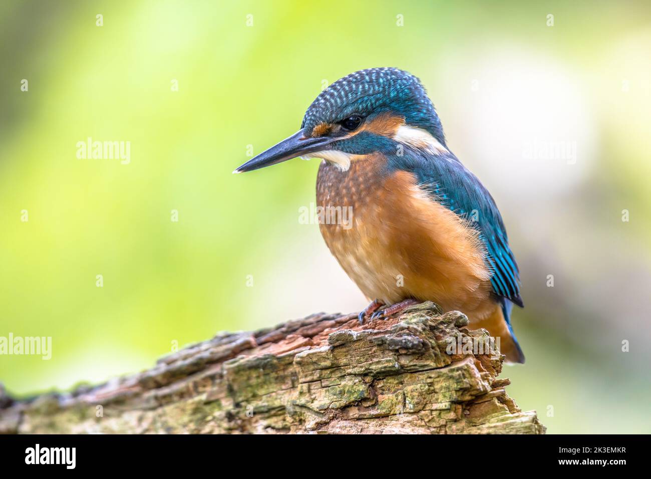 Eurasian kingfisher (Alcedo atthis) is a widespread small kingfisher with distribution across Europe, Asia and North Africa. It is resident in much of Stock Photo