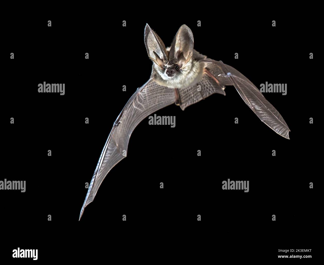 Flying bat isolated on black background. The grey long-eared bat (Plecotus austriacus) is a fairly large European bat. It has distinctive ears, long a Stock Photo