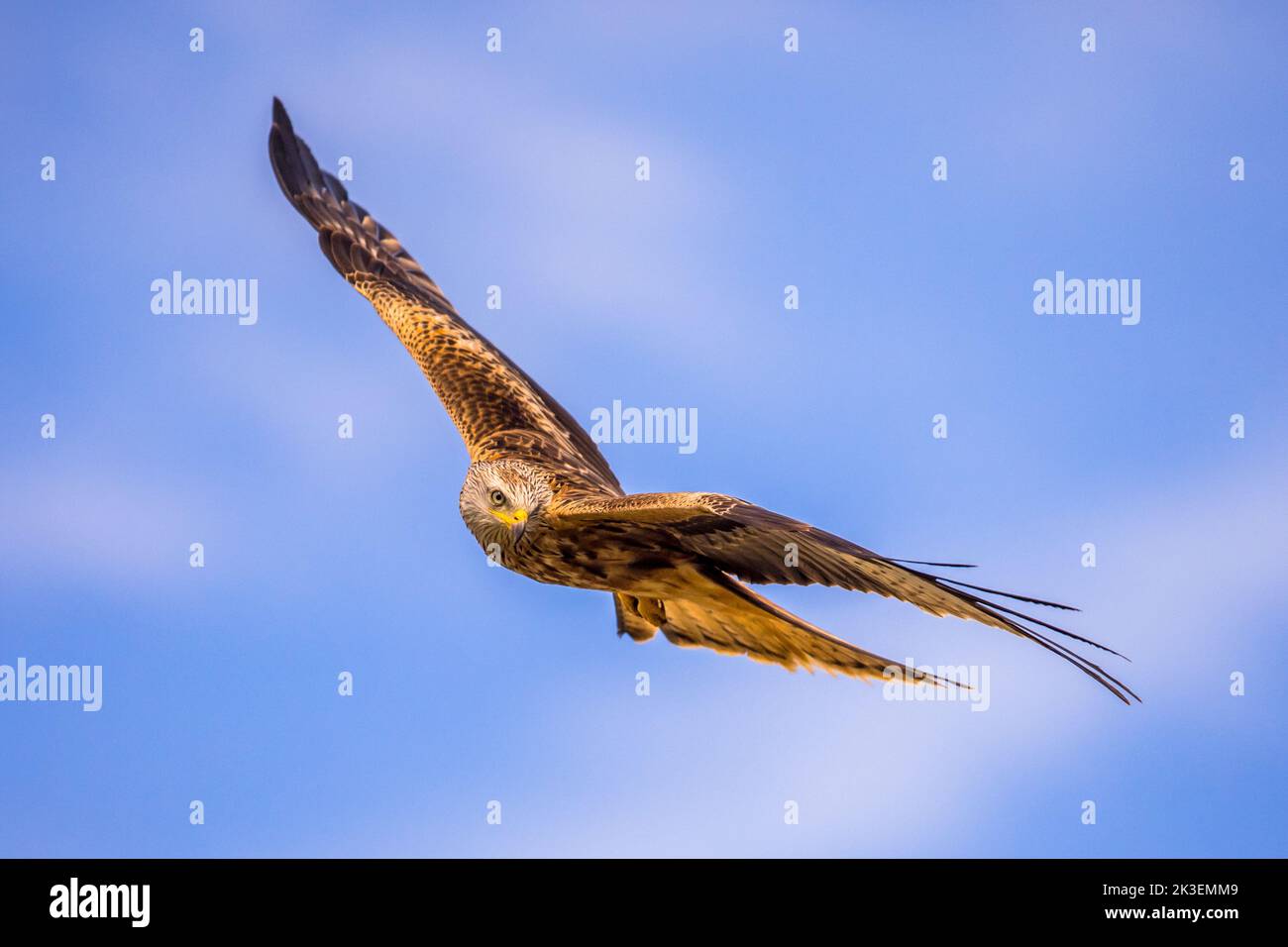 Red kite (Milvus milvus) flying in Spanish Pyrenees, Vilagrassa, Catalonia, Spain. April. It is resident in the milder parts of its range in western E Stock Photo