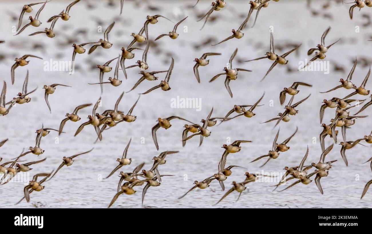 Flock of migrating Eurasian teal (Anas crecca) taking off from feeding habitat in Lauwersmeer. Wildlife scene in nature of Europe.Netherlands. Stock Photo