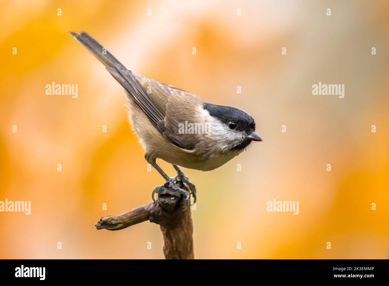 Willow tit (Poecile montanus). Songbird perched on branch against blurred colorful autumn background. Wildlife in nature. Bird in the garden. Netherla Stock Photo
