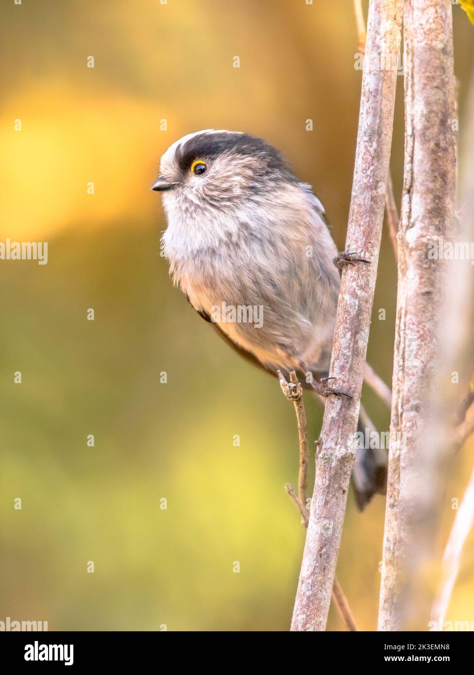 Long-tailed tit (Aegithalos caudatus) looking at camera. The most adorable cute bird of the forest. Wildlife in nature scene. Netherlands Stock Photo