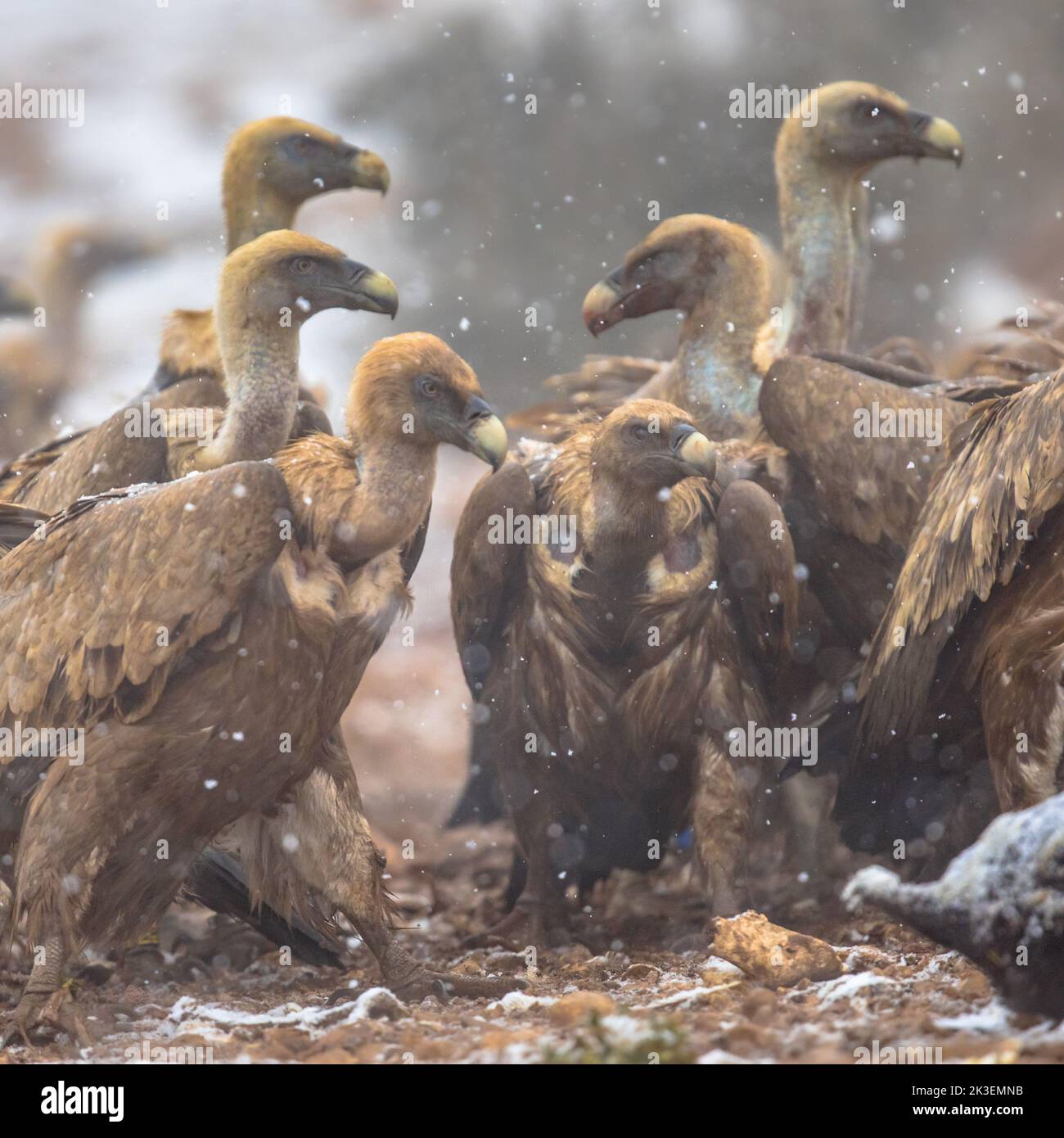 Griffon vulture (Gyps fulvus) group feeding on a kill in snowy winter conditions in Spanish Pyrenees, Catalonia, Spain, April. This is a large Old Wor Stock Photo