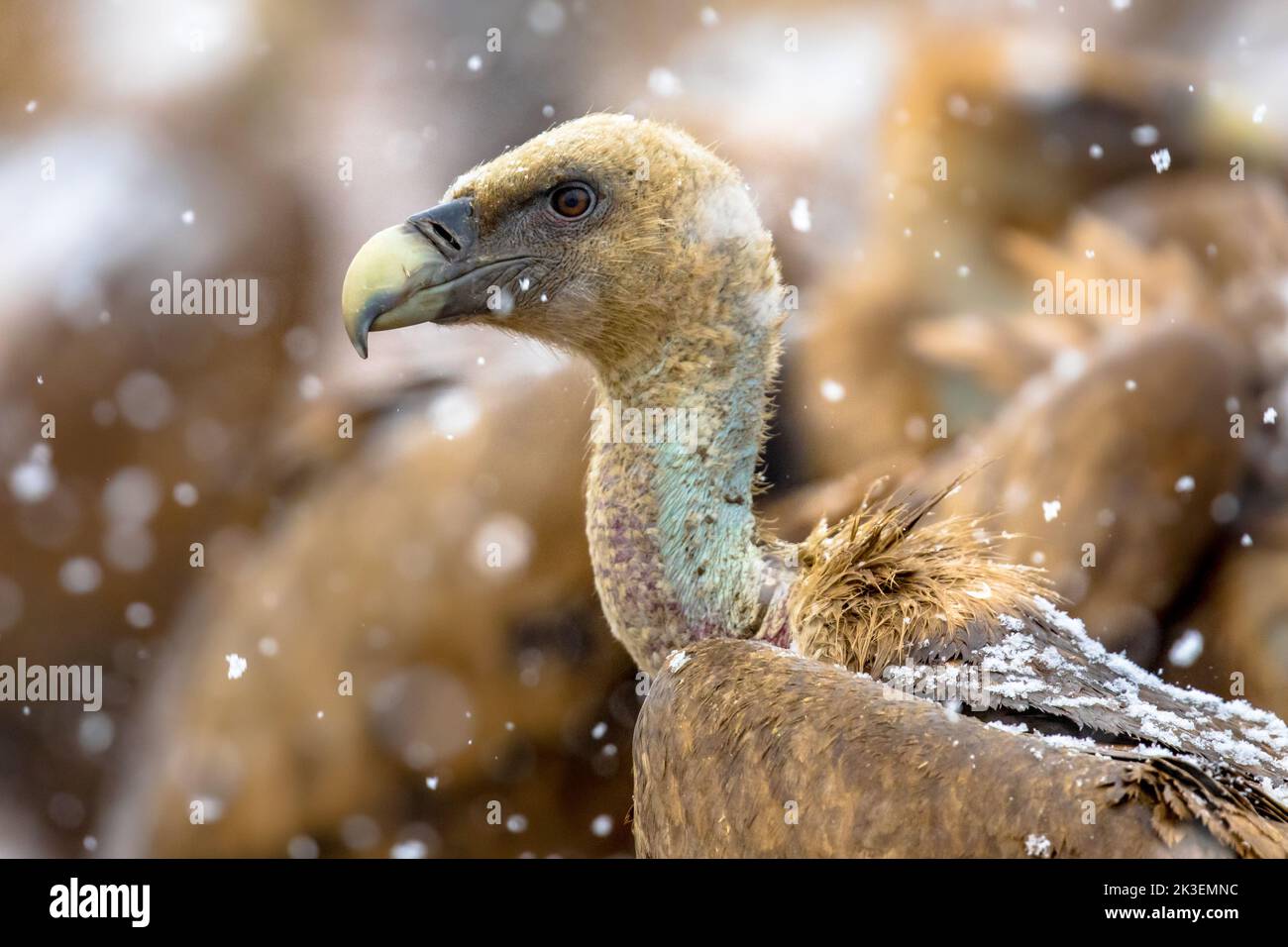 Griffon vulture (Gyps fulvus) portrait in snowy winter conditions in Spanish Pyrenees, Catalonia, Spain, April. This is a large Old World vulture in t Stock Photo