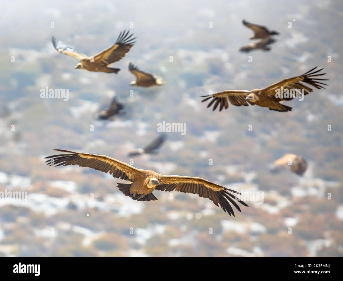 Griffon vultures (Gyps fulvus) group flying in misty conditions in Spanish Pyrenees, Catalonia, Spain, April. This is a large Old World vulture in the Stock Photo