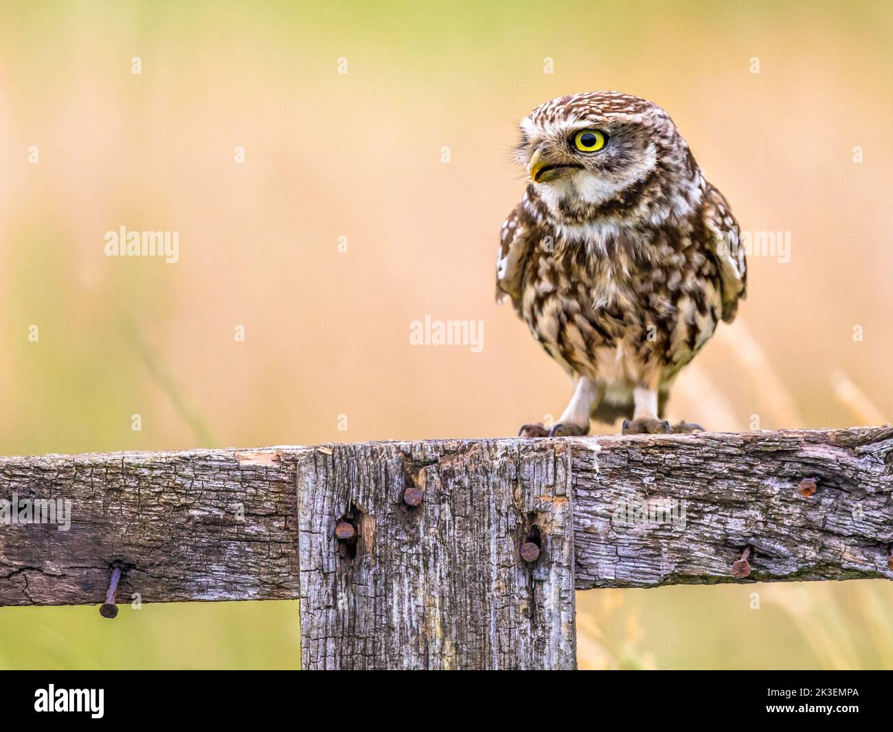 Little Owl (Athene noctua) nocturnal bird perched on log and looking at prey Stock Photo