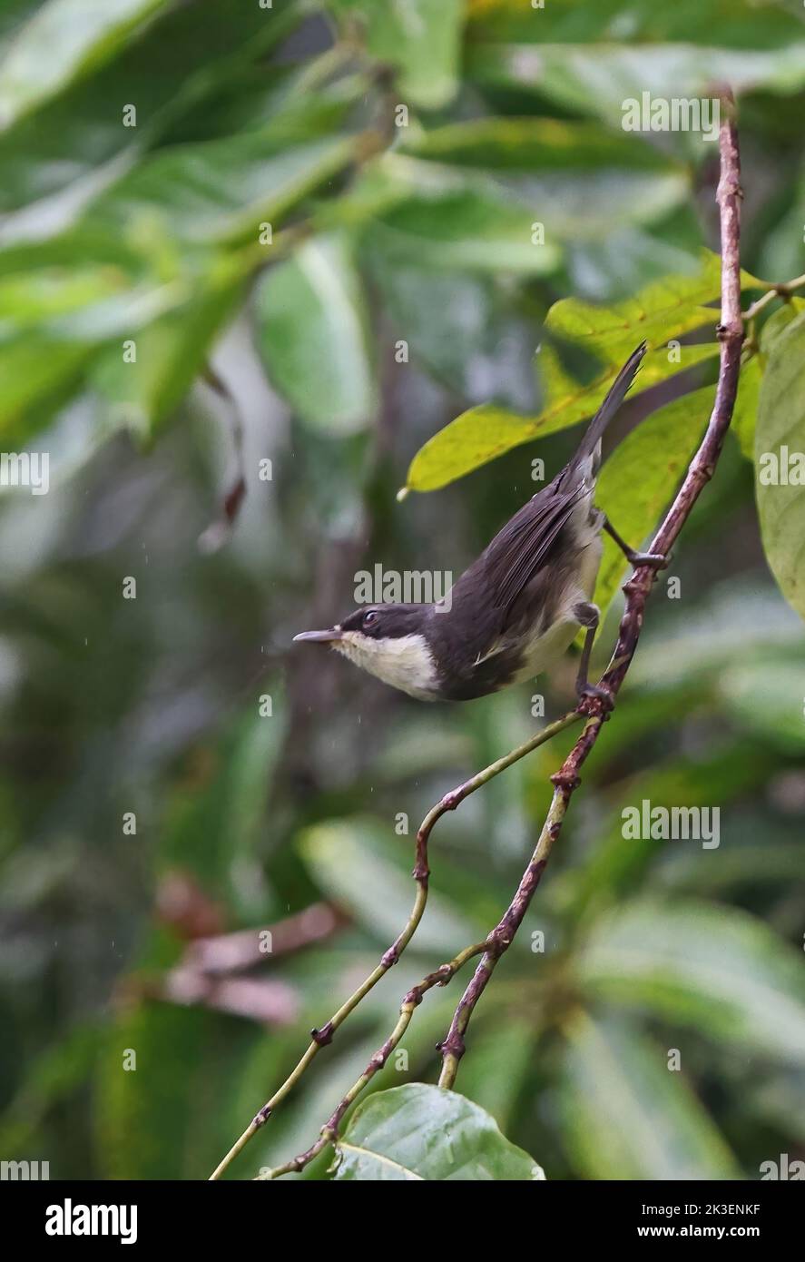 Dohrn's Warbler (Sylvia dohrni) adult clinging to vine in the rain Principe, Sao Tome and Principe.                September Stock Photo