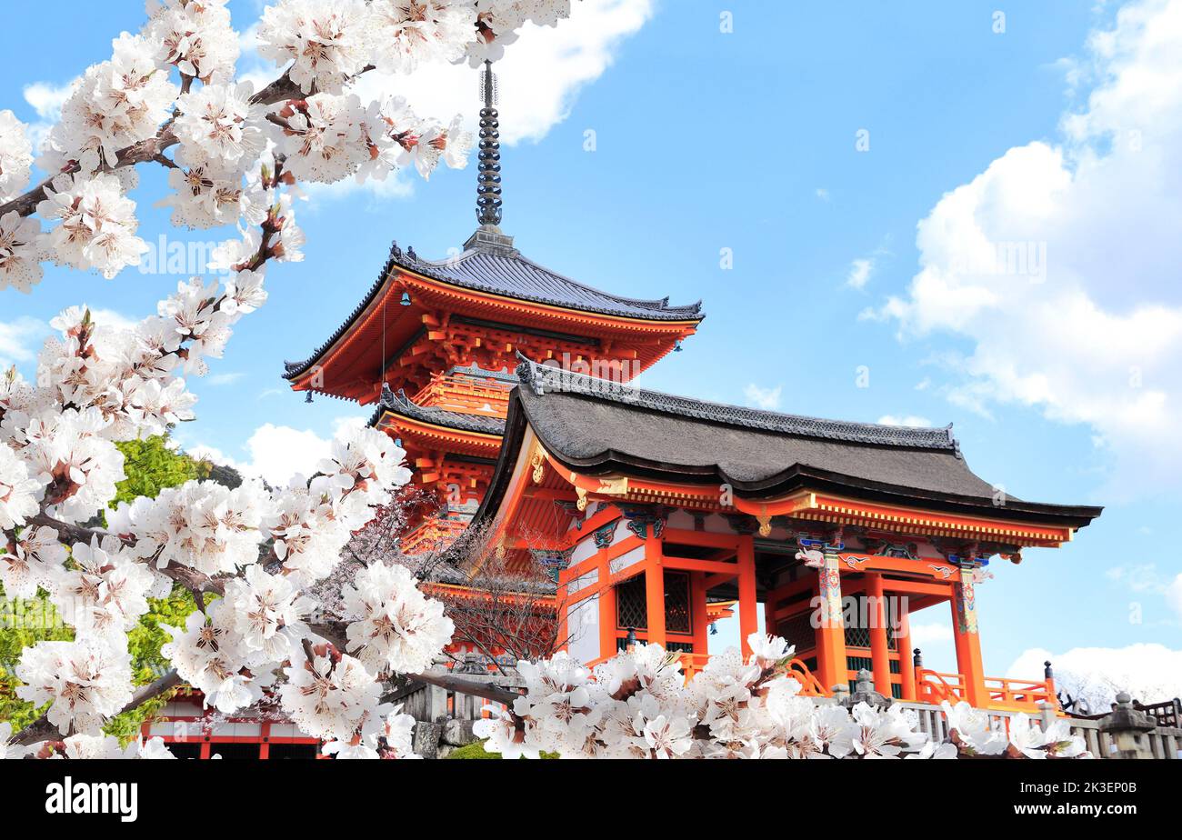 Kiyomizu-dera Temple (Clean Water Temple) and blooming sakura branches. Spring time in Kyoto, Japan. Sakura blossom season. Cherry blooming season in Stock Photo