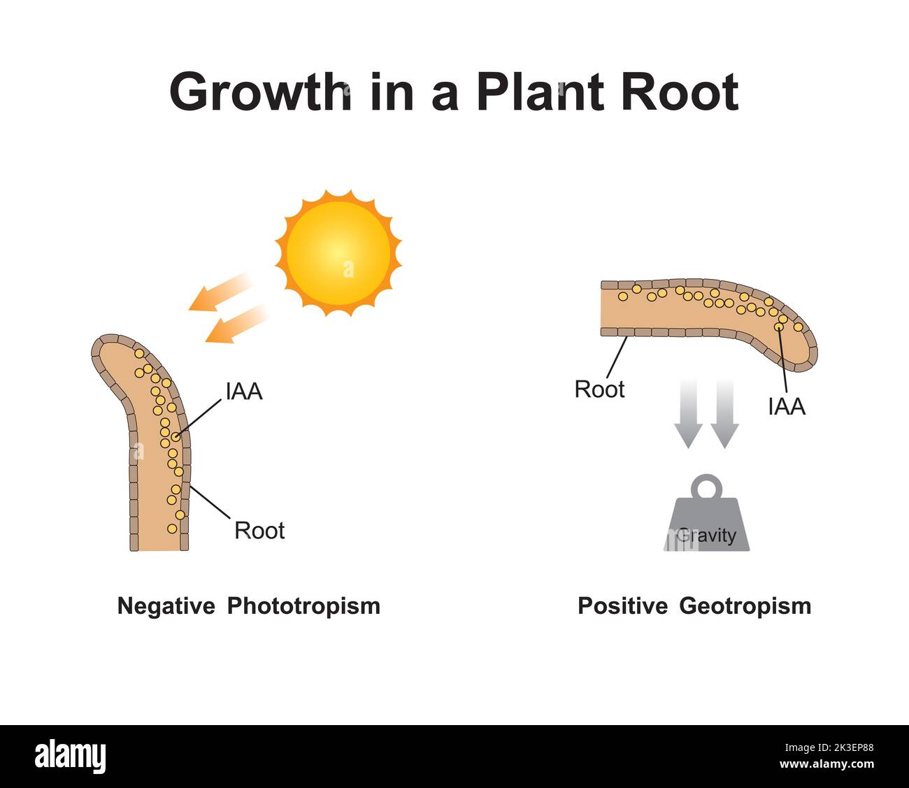 Scientific Designing of Growth in a Plant Root. Phototropism and Geotropism (Gravitropism) Effect on Plant Tissue. Colorful Symbols. Vector Illustrat Stock Vector