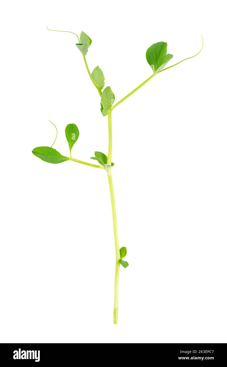 Pea shoot, isolated, from above, on white background. Fresh, raw seedling and sprout of Pisum sativum, used as a garnish or as a leaf vegetable. Stock Photo