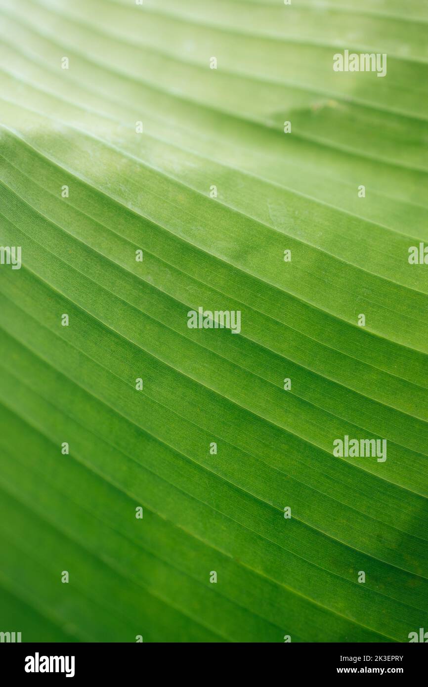 Beautiful close-up picture of bright banana leaf. Green and yellow banana leaf tropical pattern  Stock Photo