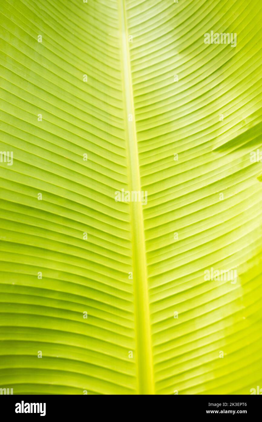 Beautiful close-up picture of bright banana leaf. Green and yellow banana leaf tropical pattern  Stock Photo