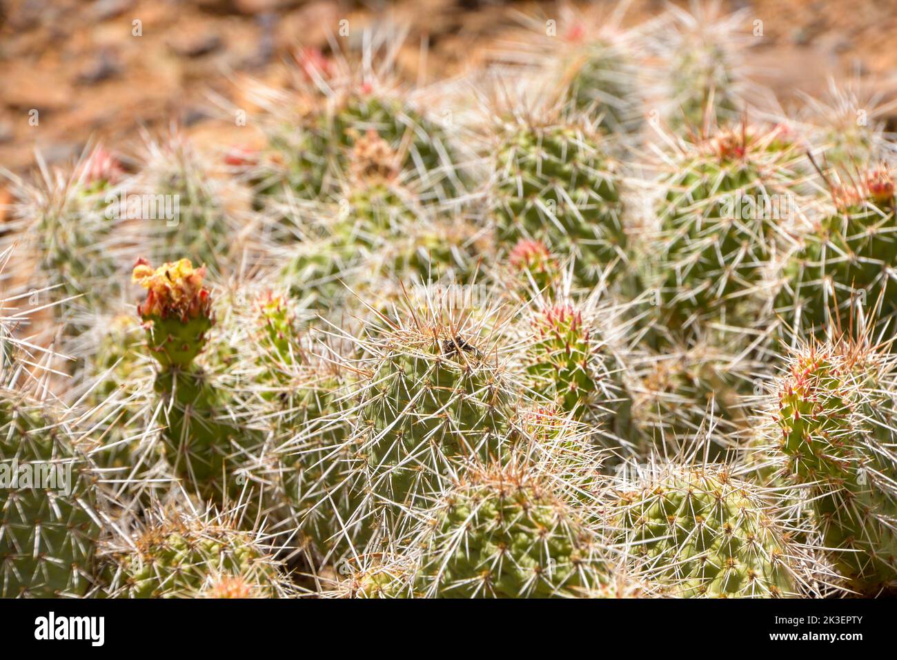 Close up of small cacti on the ground, one is flowering, in the high Desert area near Moffatt in Colorado USA Stock Photo