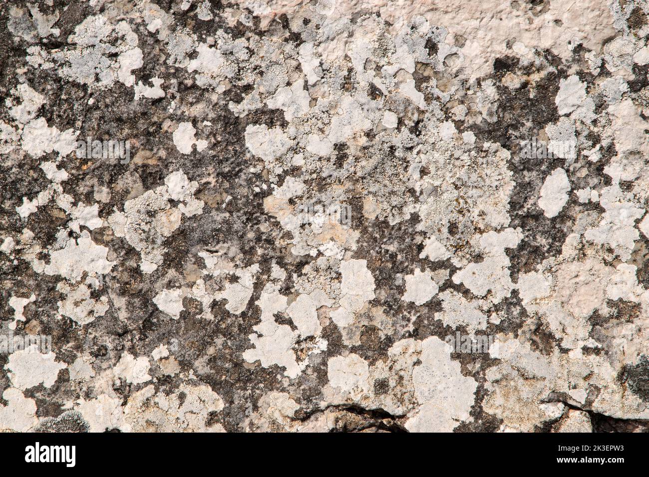 Rock surface covered with lichens and mosses closeup as background ...