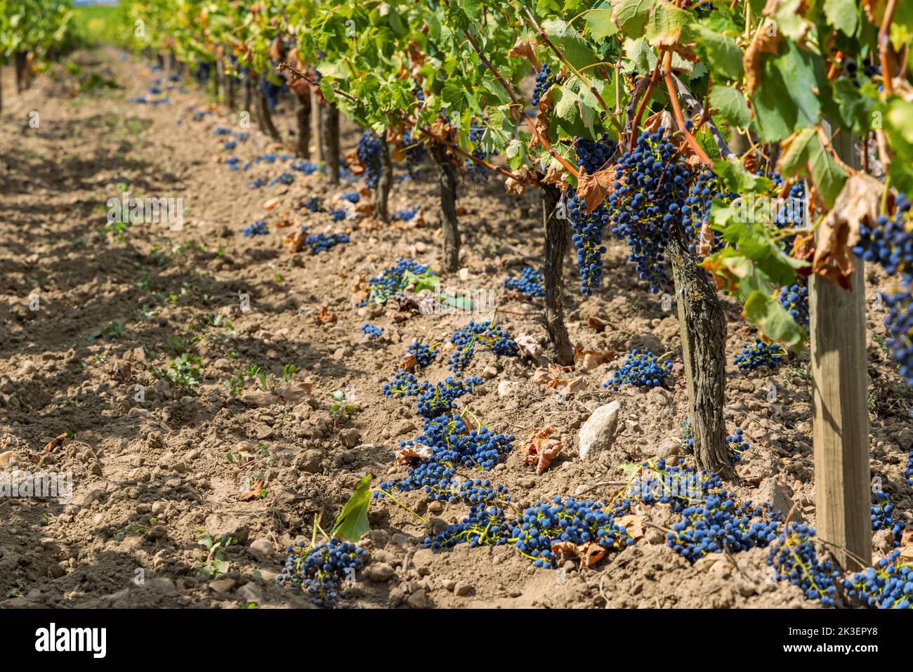Grape Reduction Reduction of ripening grapes to produce highest quality wines in ...