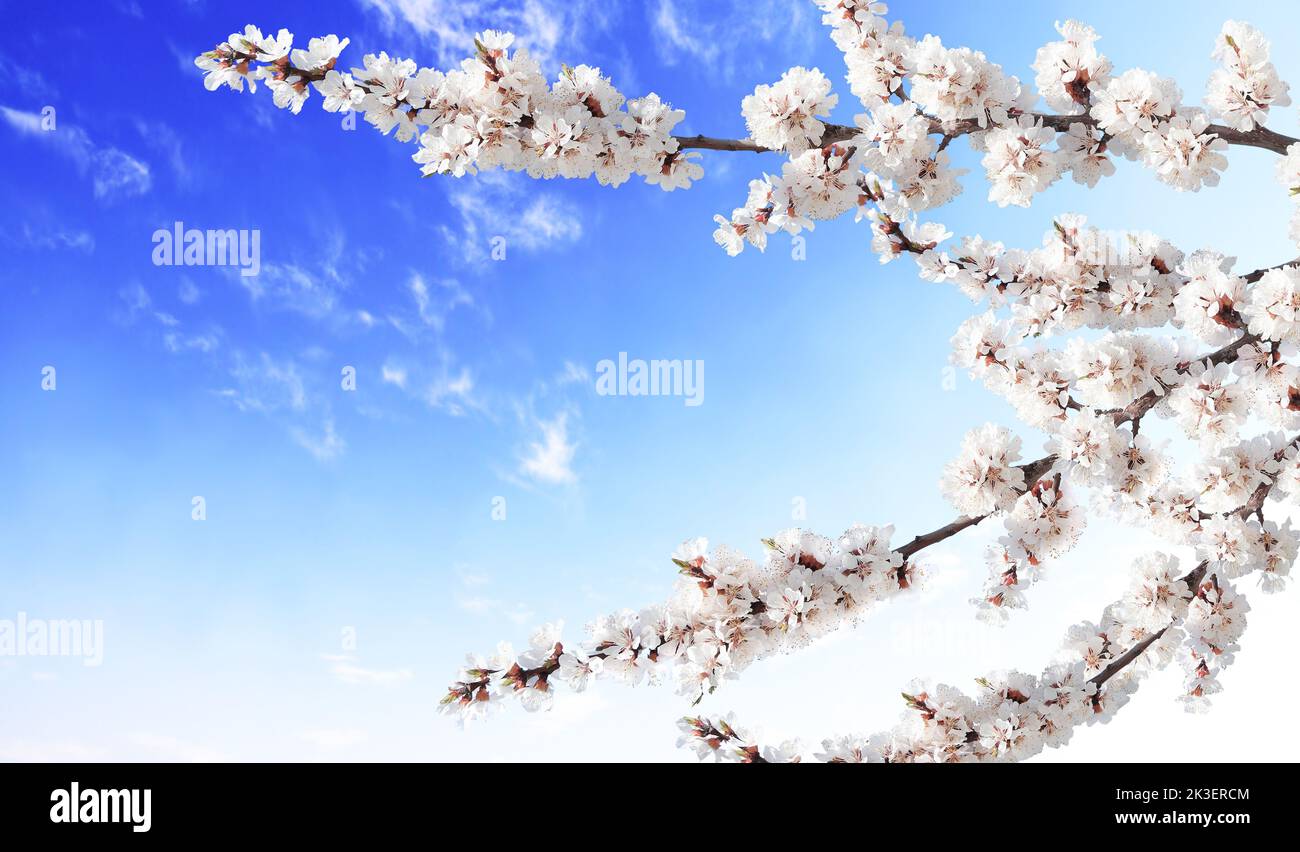 Horizontal banner with sakura flowers of white color on sunny blue sky backdrop. Beautiful nature spring background with a branch of blooming sakura. Stock Photo
