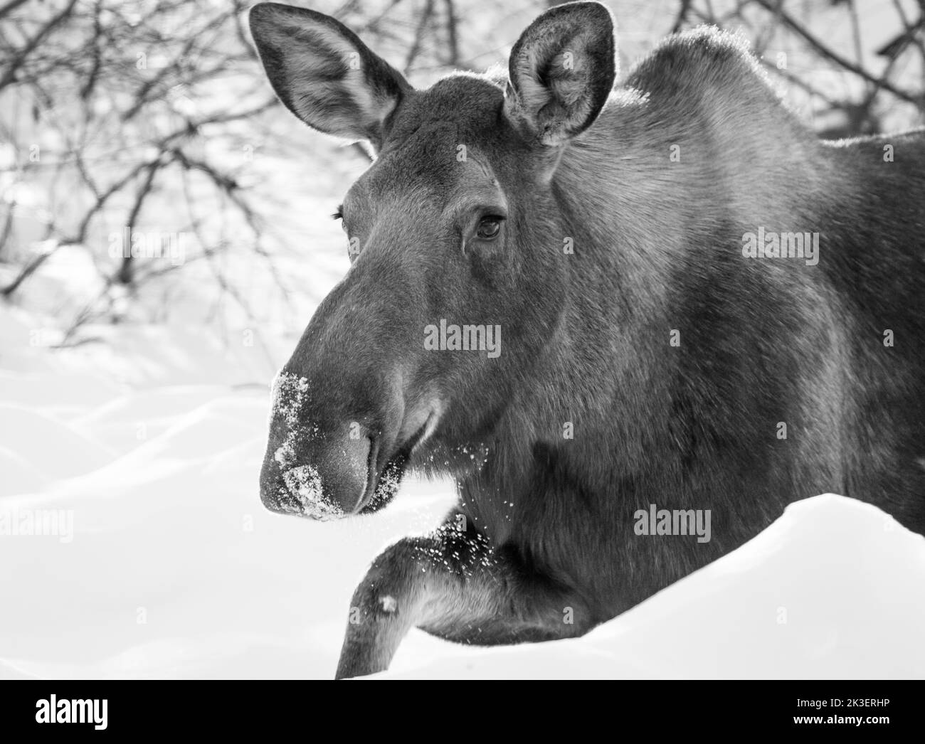 Moose rut Black and White Stock Photos & Images Alamy