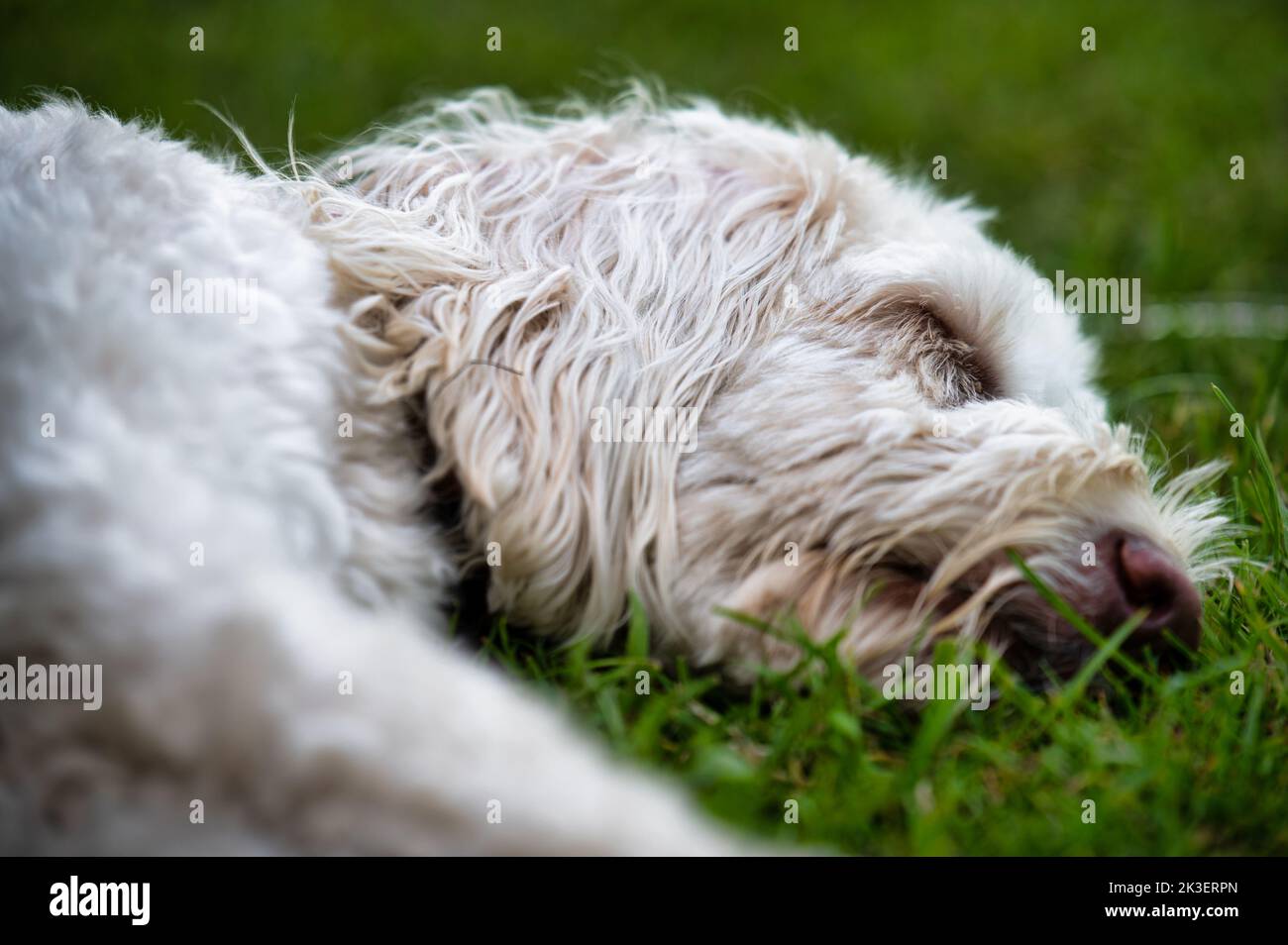 A close up picture of a white labradoodle sleeping on the grass outside Stock Photo