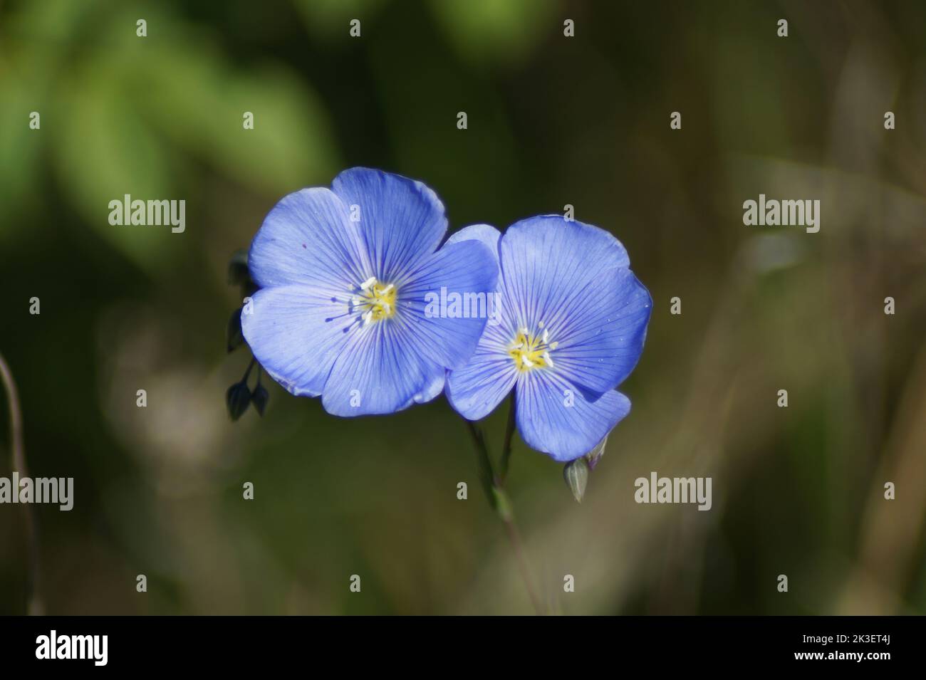 Blue flower of the perennial Linum perenne Stock Photo