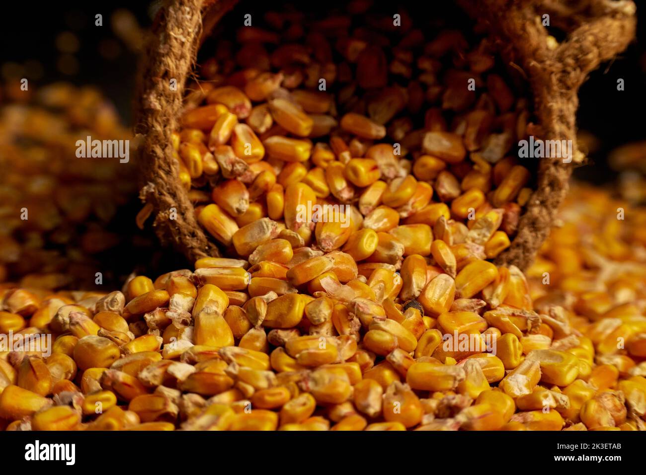 Closeup photo a grains of corn and inverted jute sack and scattered grains around on a dark background Stock Photo